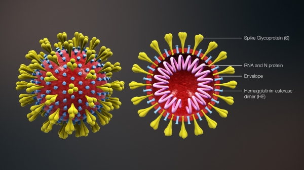 코로나바이러스 3차원 도형(위키백과)