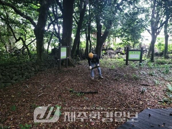 제주자연문화재돌봄센터, ‘신흥 동백나무 군락’, 주변 환경 개선